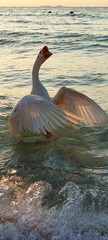 Goose on the sea, sunset time.