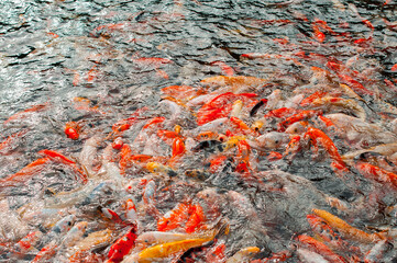 A large group of koi fish in various colors forming a mesmerizing scene in water