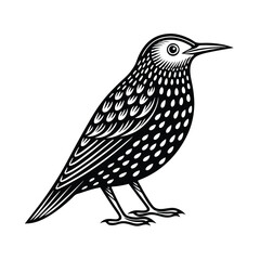 European starling vector silhouette on a white background