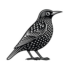 European starling vector silhouette on a white background