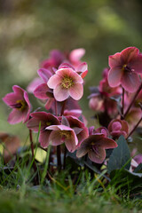 Helleborus, pink hellebore	
