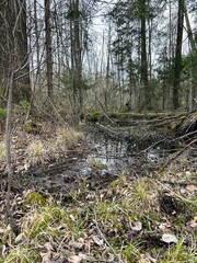 forest, forest thickets, flooded forest area, water in the forest, forest swamp
