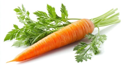 Fresh Carrot with Green Top Isolated on White Background
