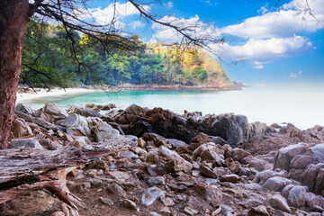 Tree and rock at Banana beach in Phuket Thailand