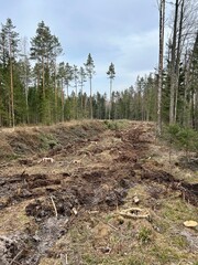 logging, spring logging, forest cutting, stump, stumps, cut trees