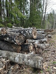 logging, spring logging, spring logging, logs, birch logs, deforestation
