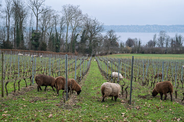 Fototapeta premium entretien écologique de la vigne en hiver