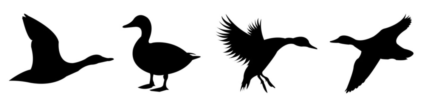 Silhouettes of Ducks in Various Flying and Standing Poses