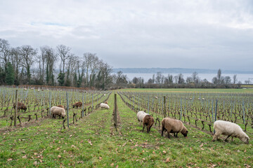 entretien écologique de la vigne en hiver