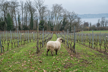 entretien écologique de la vigne en hiver