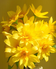 Sunlit petals glow with warmth and joyful energy