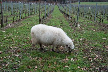 entretien écologique de la vigne en hiver