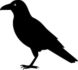crow on white background