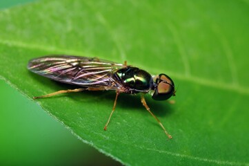 macro of  insect on the leaf