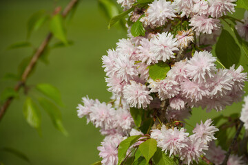 Blooming Pink Cherry Blossom Flowers on a Tree Branch in Springtime Sunlight