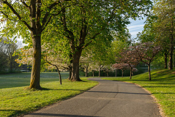 Schmalle Straße mit einer Baumallee im Abendlicht.