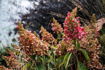 Hydrangea paniculata also known as panicled hydrangea peegee and grandiflora with fading pink...