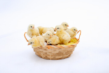 Basket of chickens