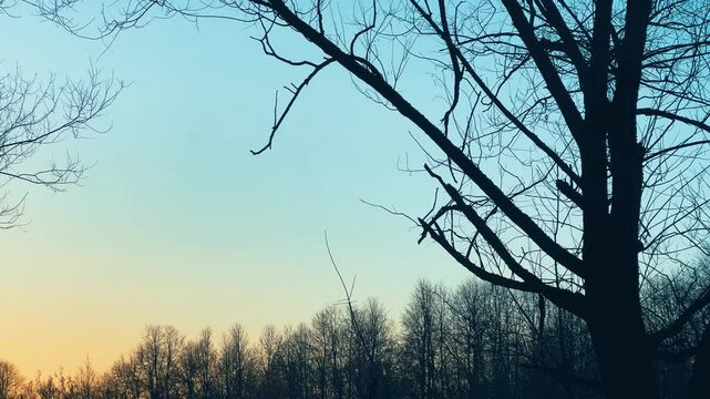 Evening sky at sunset background in forest. Dark clouds hanging above horizon. Majestic cloudscape in blue, orange, violet shades. Grey cloudlets bringing rain. Countryside skyline in twilight time
