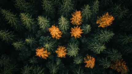 Aerial view of a forest with autumn foliage.
