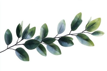 Naklejka premium Cypress branch with green scale like leaves for nature themed branding and packagin