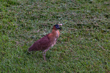 Malayan night heron standing alert on the grass, displaying vibrant plumage and distinctive blue eye markings in a natural setting