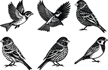 set of Sparrow silhouette vector