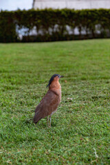 Malayan night heron on a grassy field, showing its characteristic plumage and watchful stance, blending with the natural environment