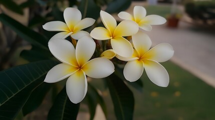 Fototapeta premium Closeup of Plumeria Flowers, Tropical Bloom, White Petals, Yellow Center