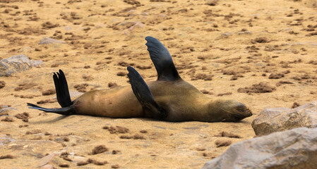 Sleeping fur seal on the beach. Sanctuary for the world's largest breeding colony of Cape fur...