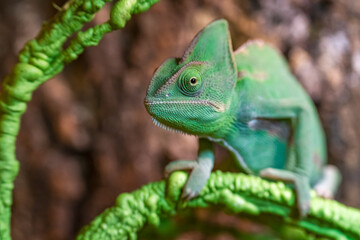 The Veiled Chameleon (Chamaeleo calyptratus) in a terrarium.