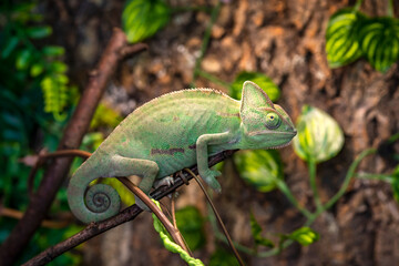Close-up of the Veiled Chameleon (Chamaeleo calyptratus) in a terrarium. © Olga