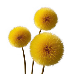 Obraz premium Bright yellow billy buttons flowers against black background