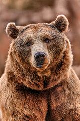 Fototapeta premium Brown bear looking straight ahead in close-up with a blurred natural background