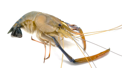 Fresh river prawns isolated on white background. Big freshwater prawns. River prawns for cooking.