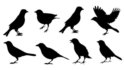 Fototapeta premium set of Sparrow silhouette vector