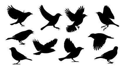 Fototapeta premium set of Sparrow silhouette vector