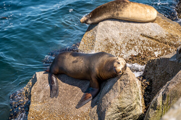 Sea lion sleeps on a rock near the ocean, Monterey, California