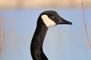 canada goose profile