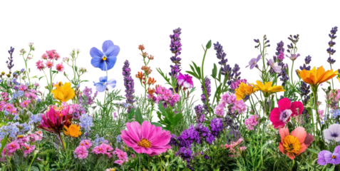 PNG Colorful flower bush border flowers colorful blossoms.