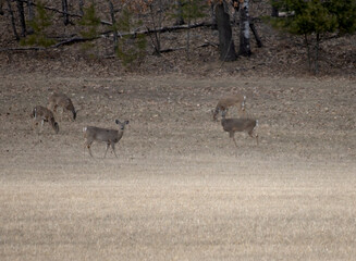 Whitetailed deer in the field