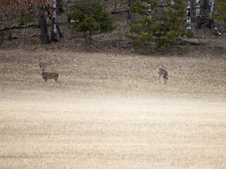 Deer in the field
