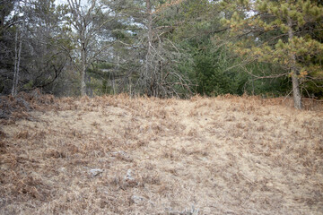 A grassy meadow in a forest