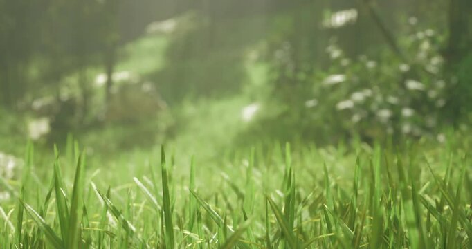 The grass glistens with morning dew in a peaceful park during early hours. Sunlight filters through trees, creating a tranquil atmosphere perfect for nature lovers.