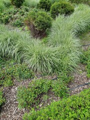Green plants in the garden. Arhenatherum bulbosum variegatum, Thuja occidentalis Hoseri and Lonicera nitida Elegant are in the garden. 