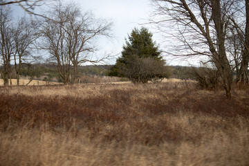 Trees in a field in the Upper Peninsula of Michigan