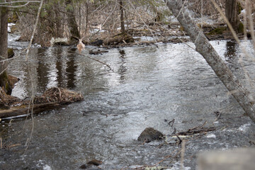 A swollen woodlands stream in Spring
