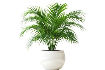 Fototapeta premium Palm tree in pot, isolated on white background csvgen