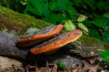 Fomitopsis pinicola, is a stem decay fungus common on softwood and hardwood trees. Its conk fruit body is known as the red-belted conk. The species is common throughout temperate Europe and Asia