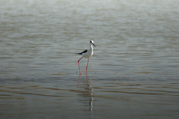 photo of the stilt on the lake